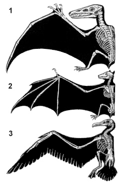 A comparison of the wing structures of pterosaurs (1), bats (2), and birds (3).